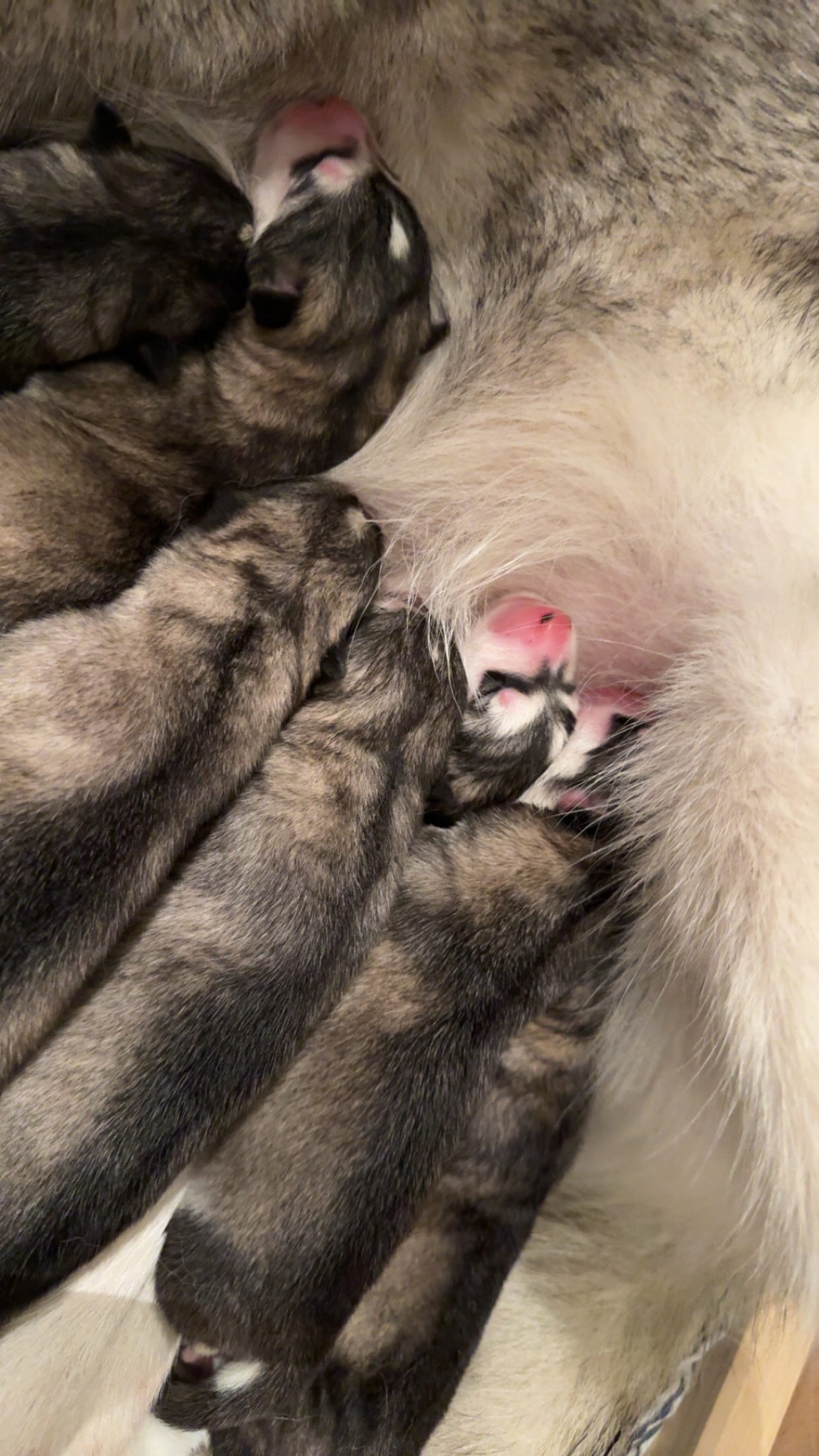 Alaskan malamute