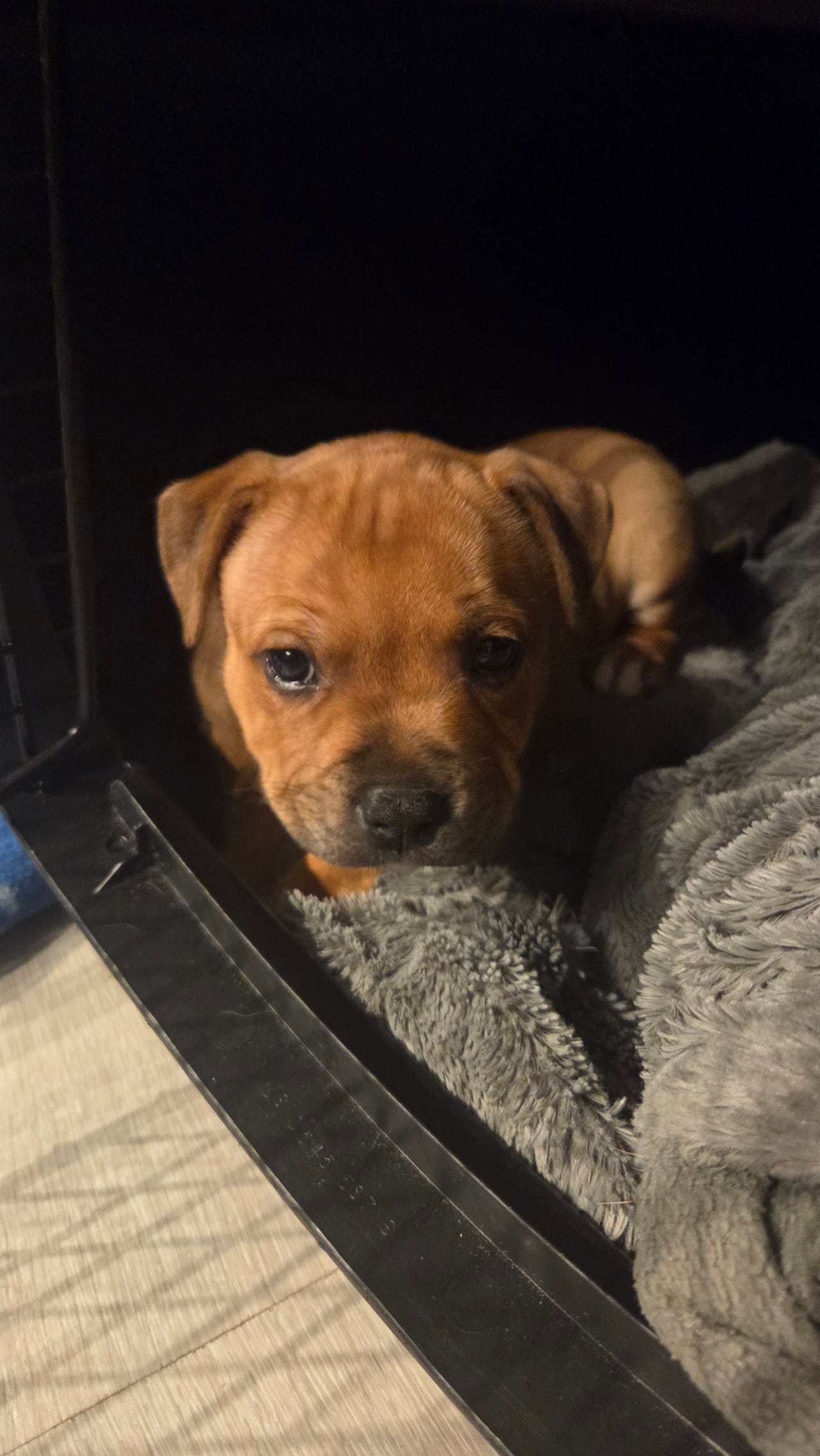Staffordshire bull terrier