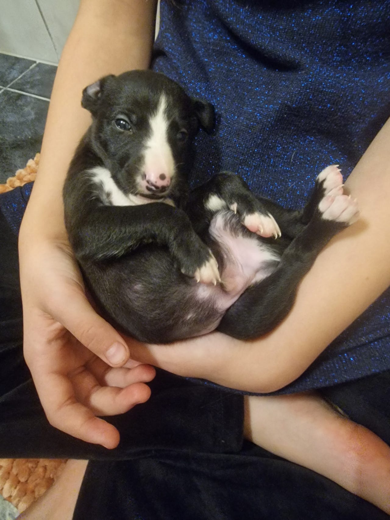 Whippet