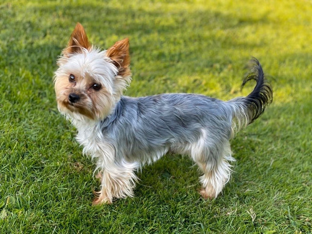 Yorkshire terrier
