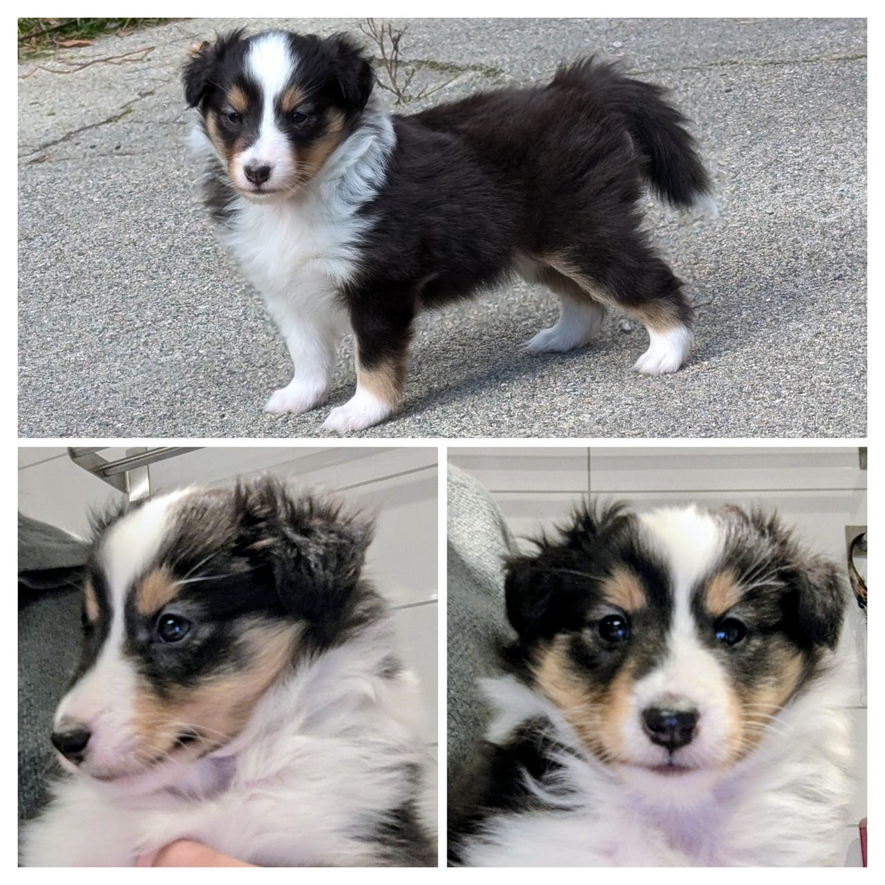 Shetland sheepdog