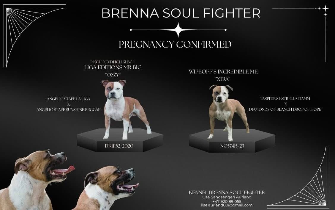 Staffordshire bull terrier