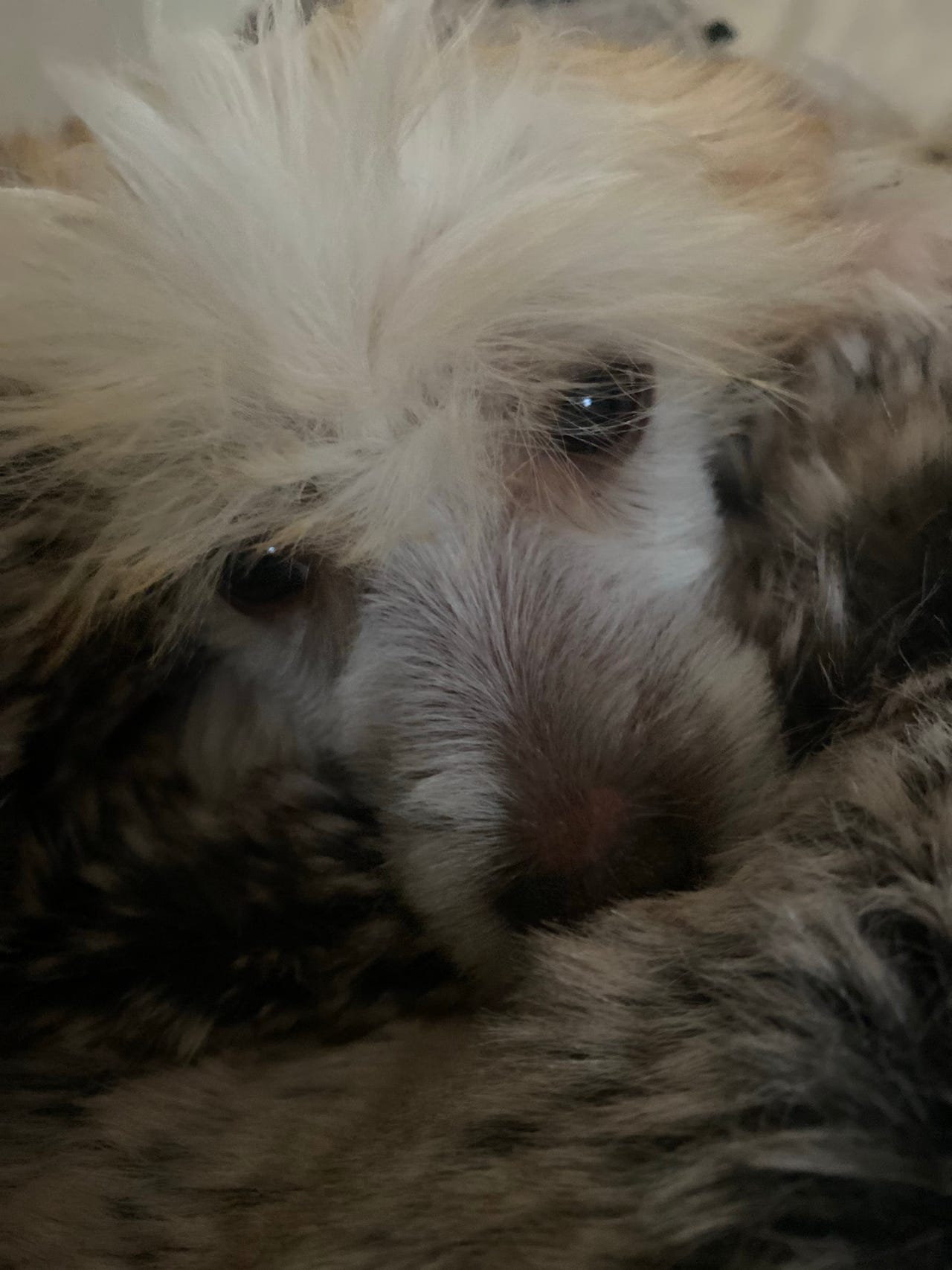 Chinese crested