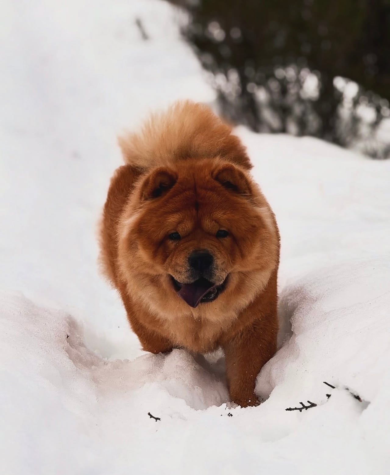 Chow chow