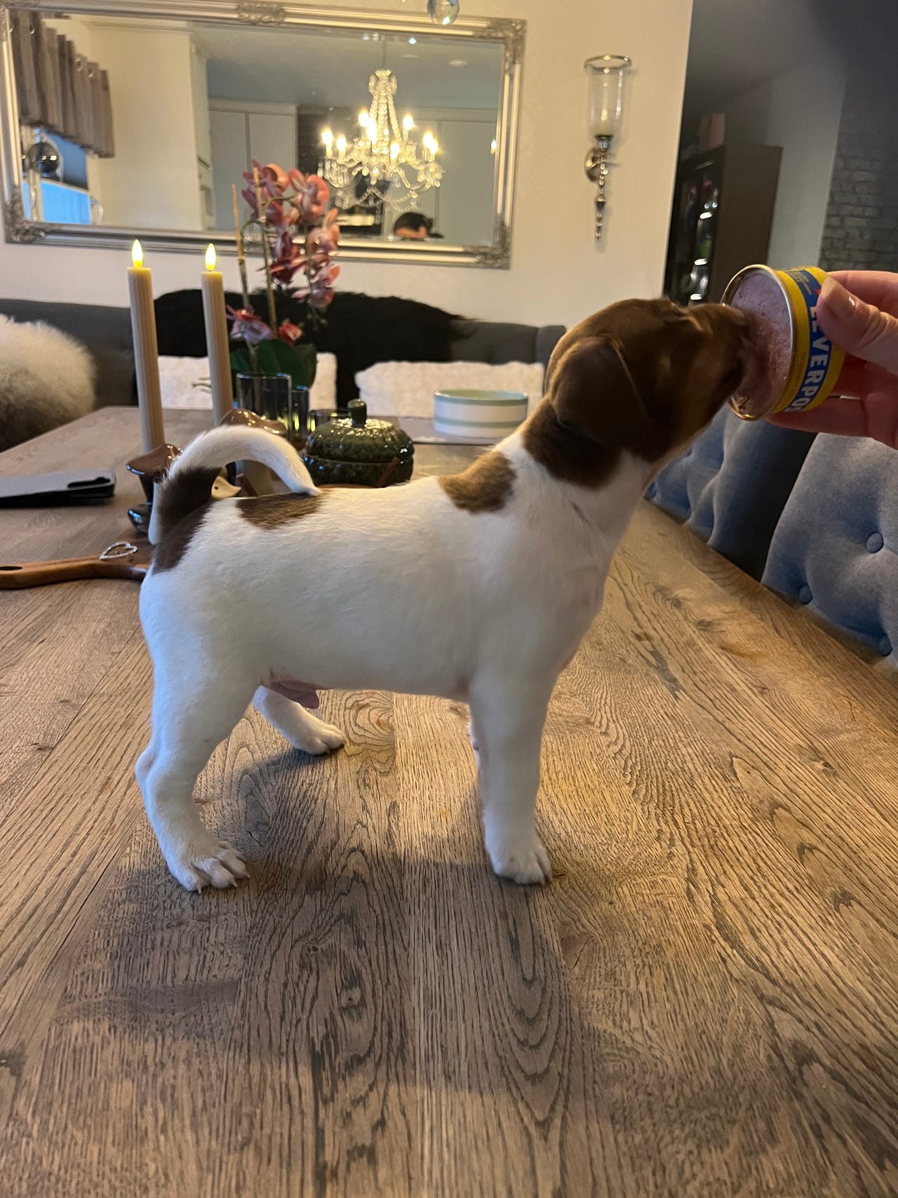 Dansk-svensk gårdshund