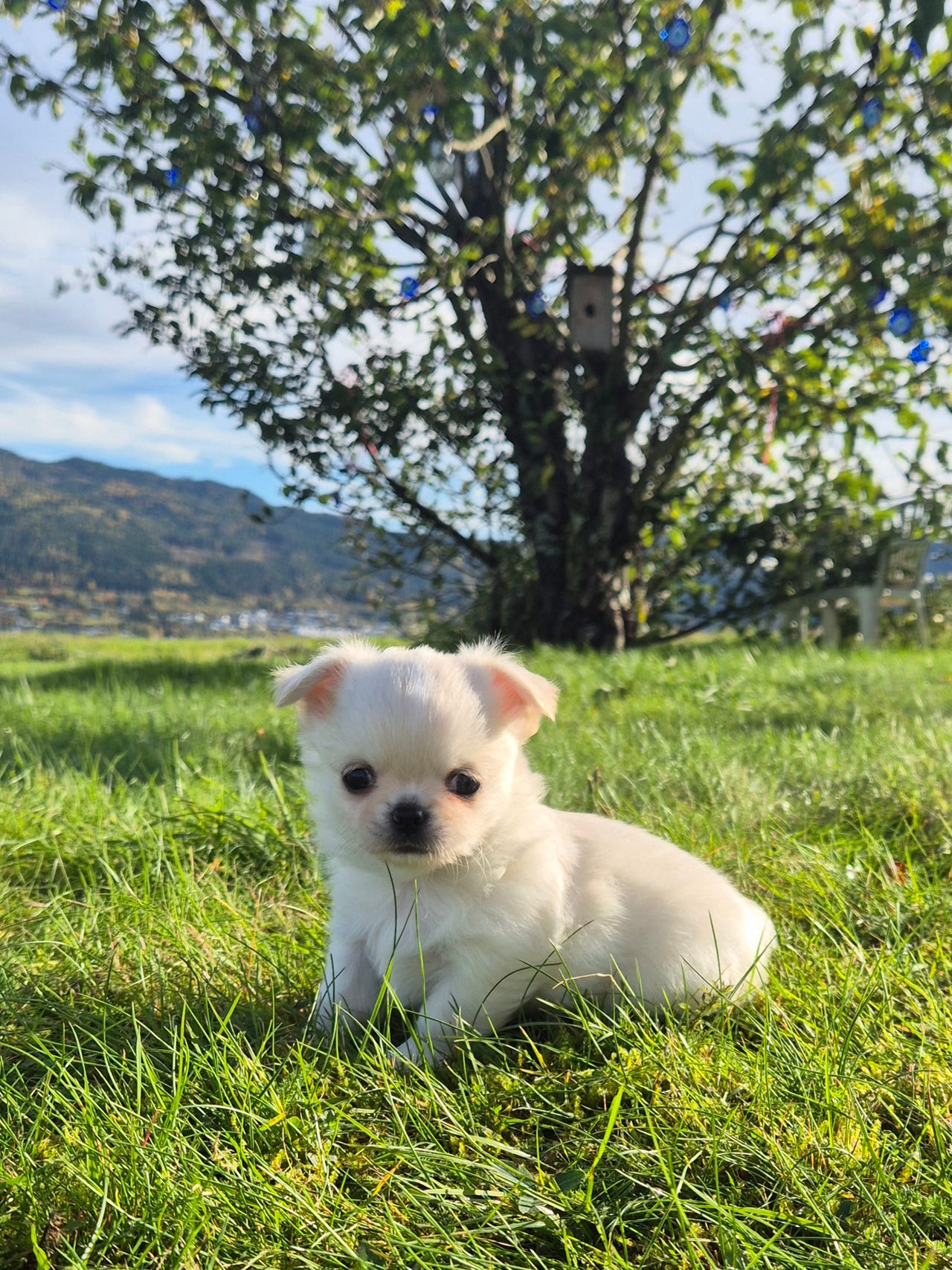 Chihuahua langhåret