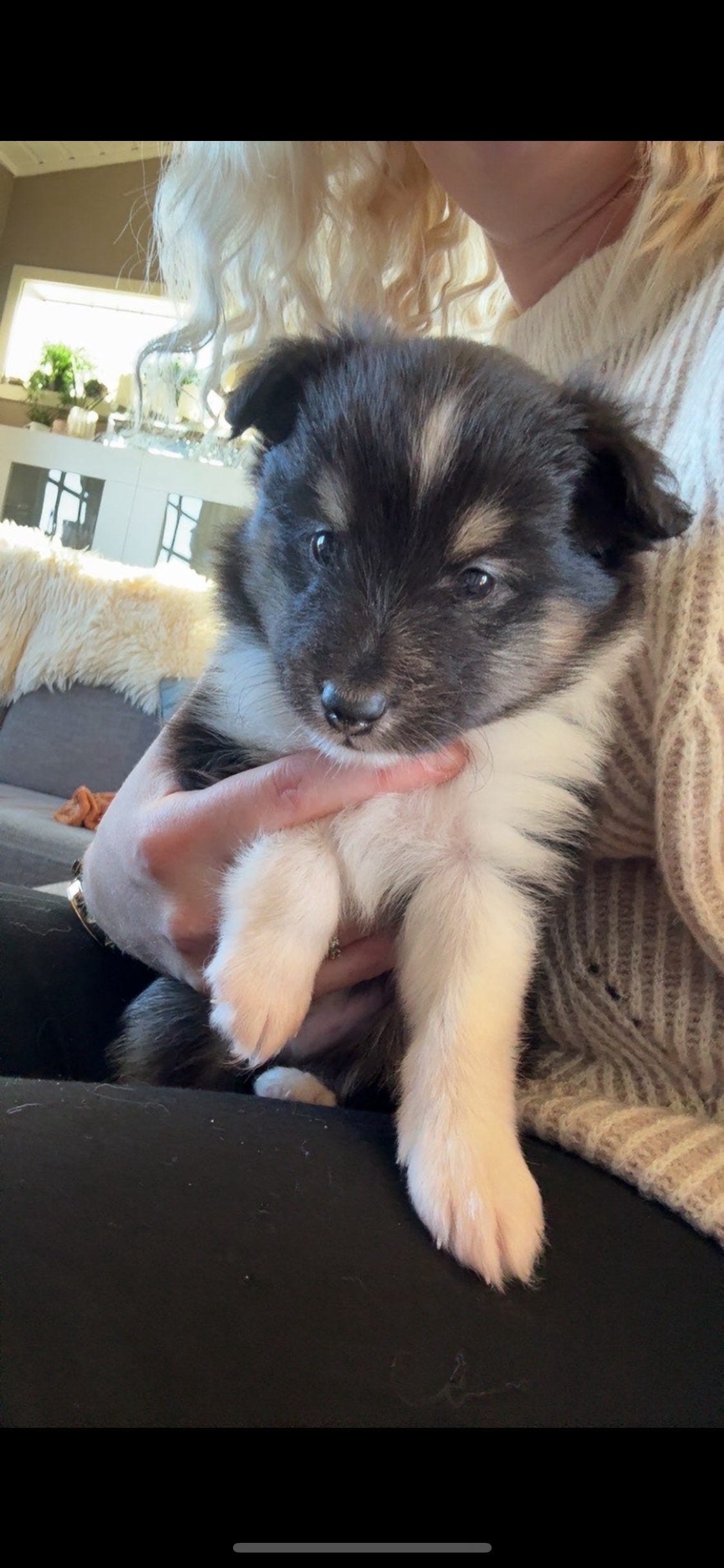 Shetland sheepdog
