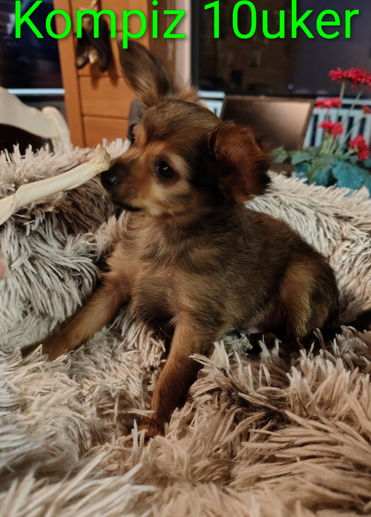 Russisk toy, korthåret