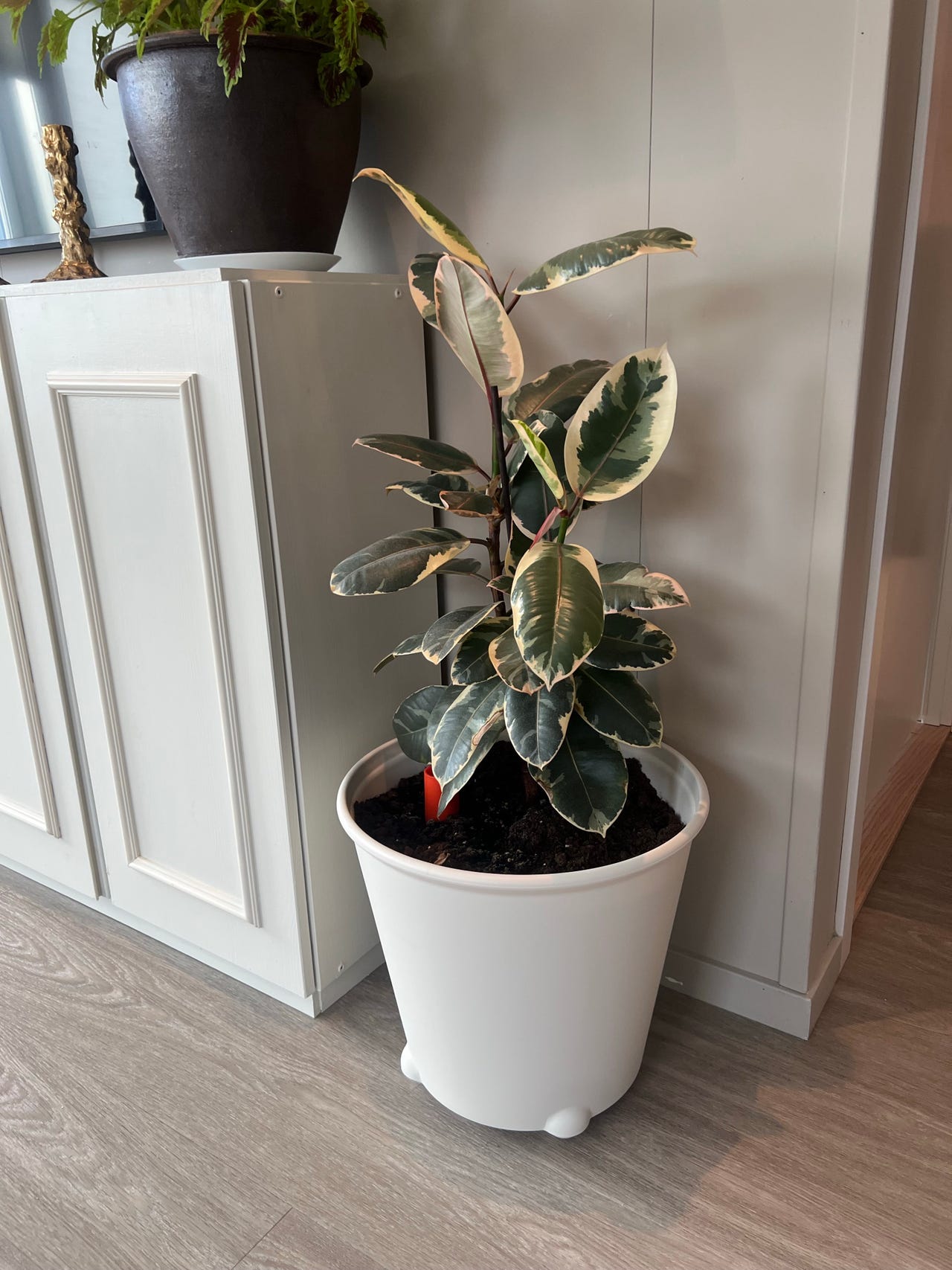 Video mzhm va ffm jinsiy aloqa video