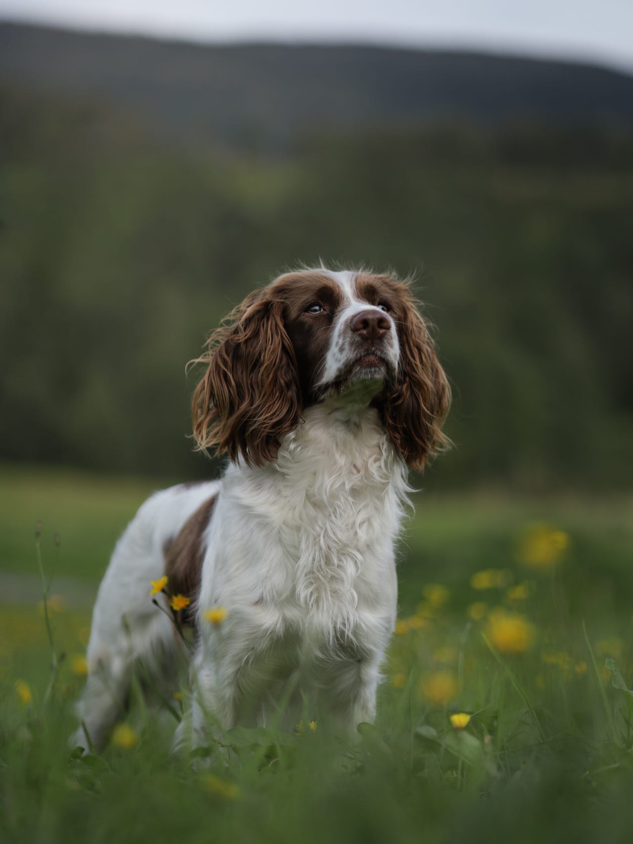 Working springer spaniel FINN-torget