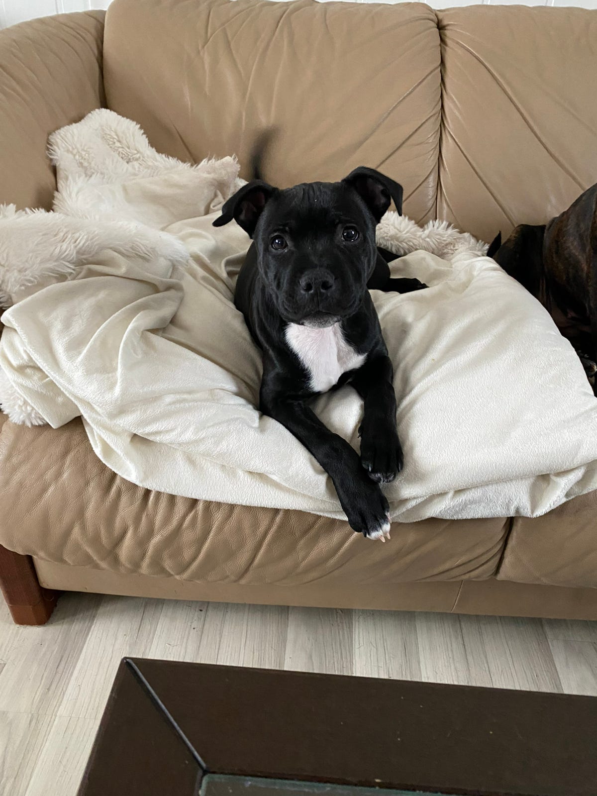 Staffordshire bull terrier