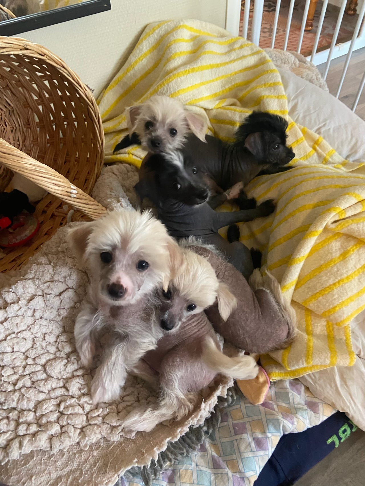 Chinese crested