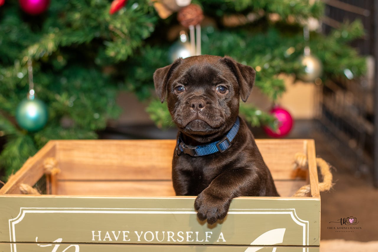 Staffordshire bull terrier