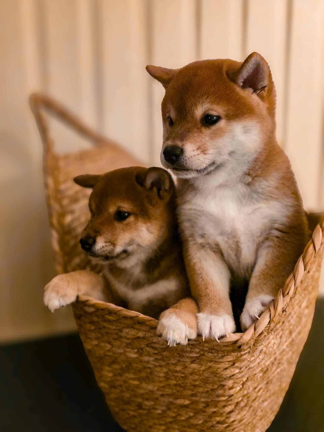 Shiba