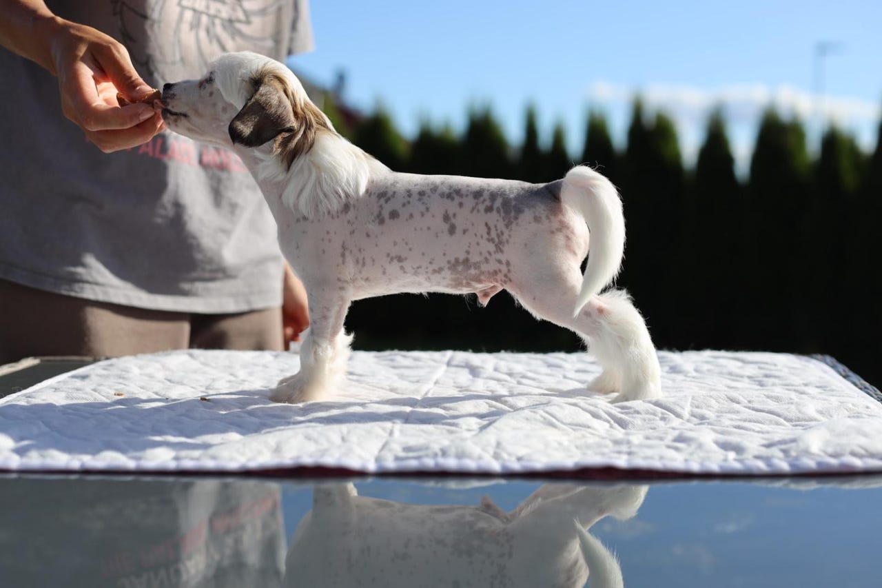 Chinese crested powderpuff