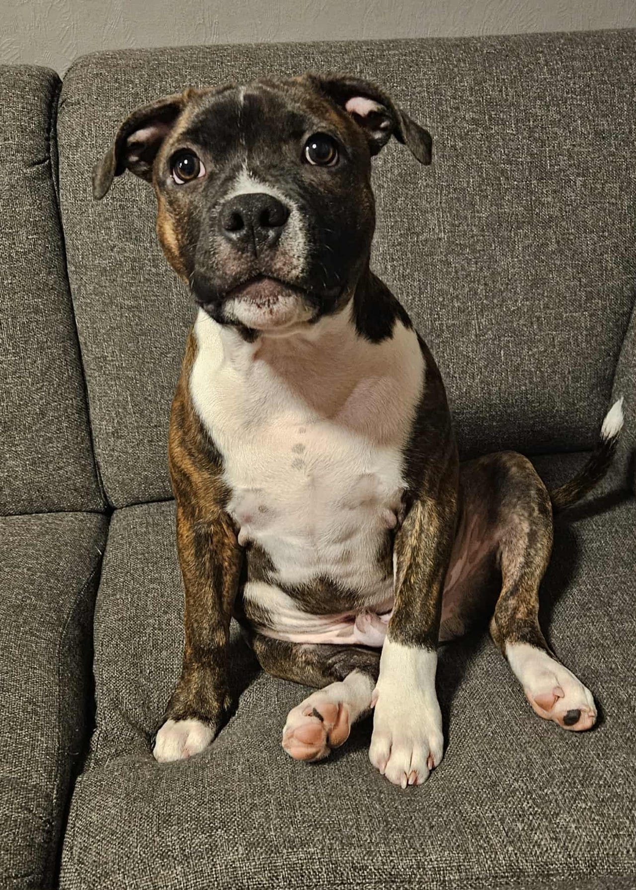 Staffordshire bull terrier