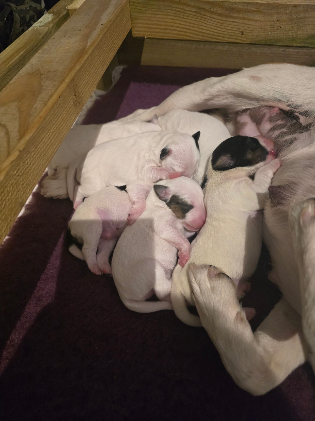 Fox terrier ruhåret