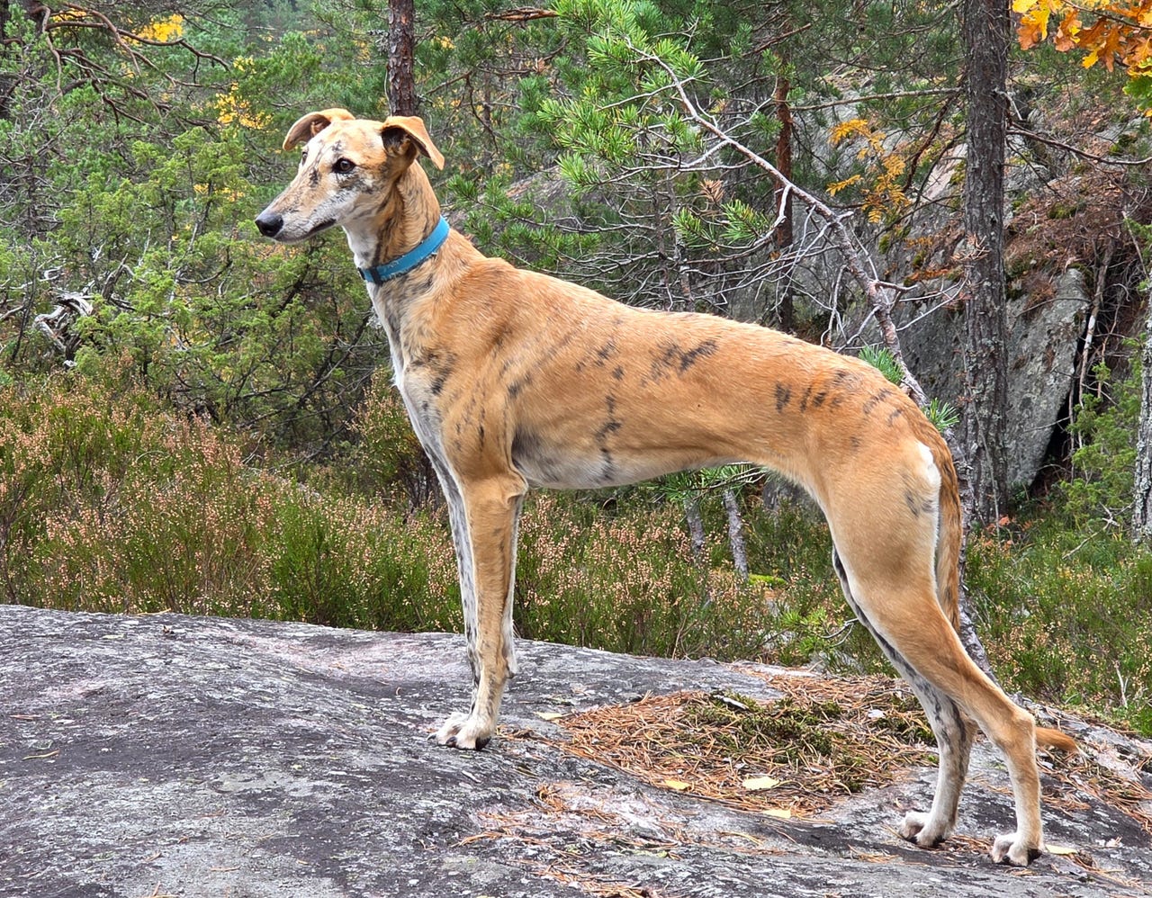 Spansk galgo