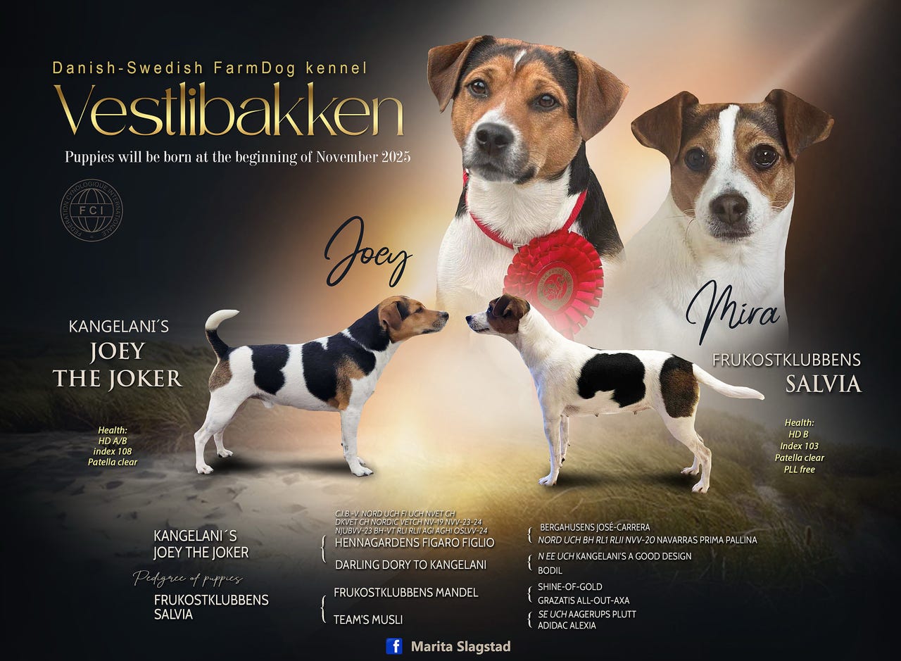 Dansk-svensk gårdshund