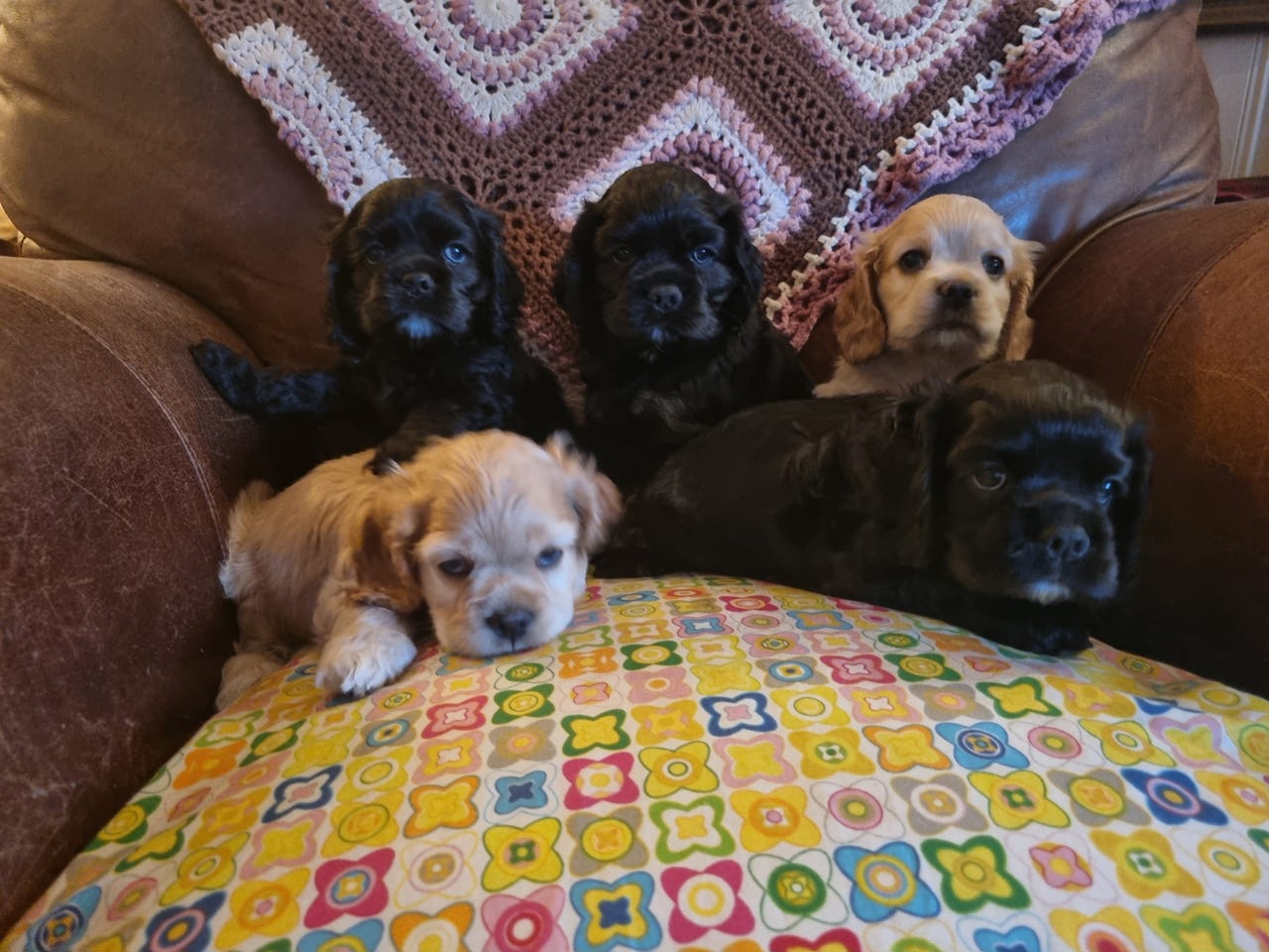 Amerikansk cocker spaniel