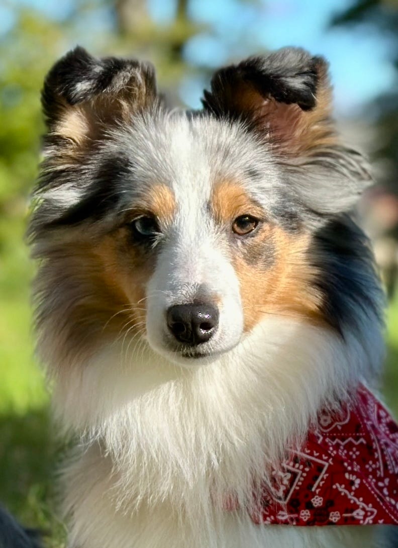 Shetland sheepdog