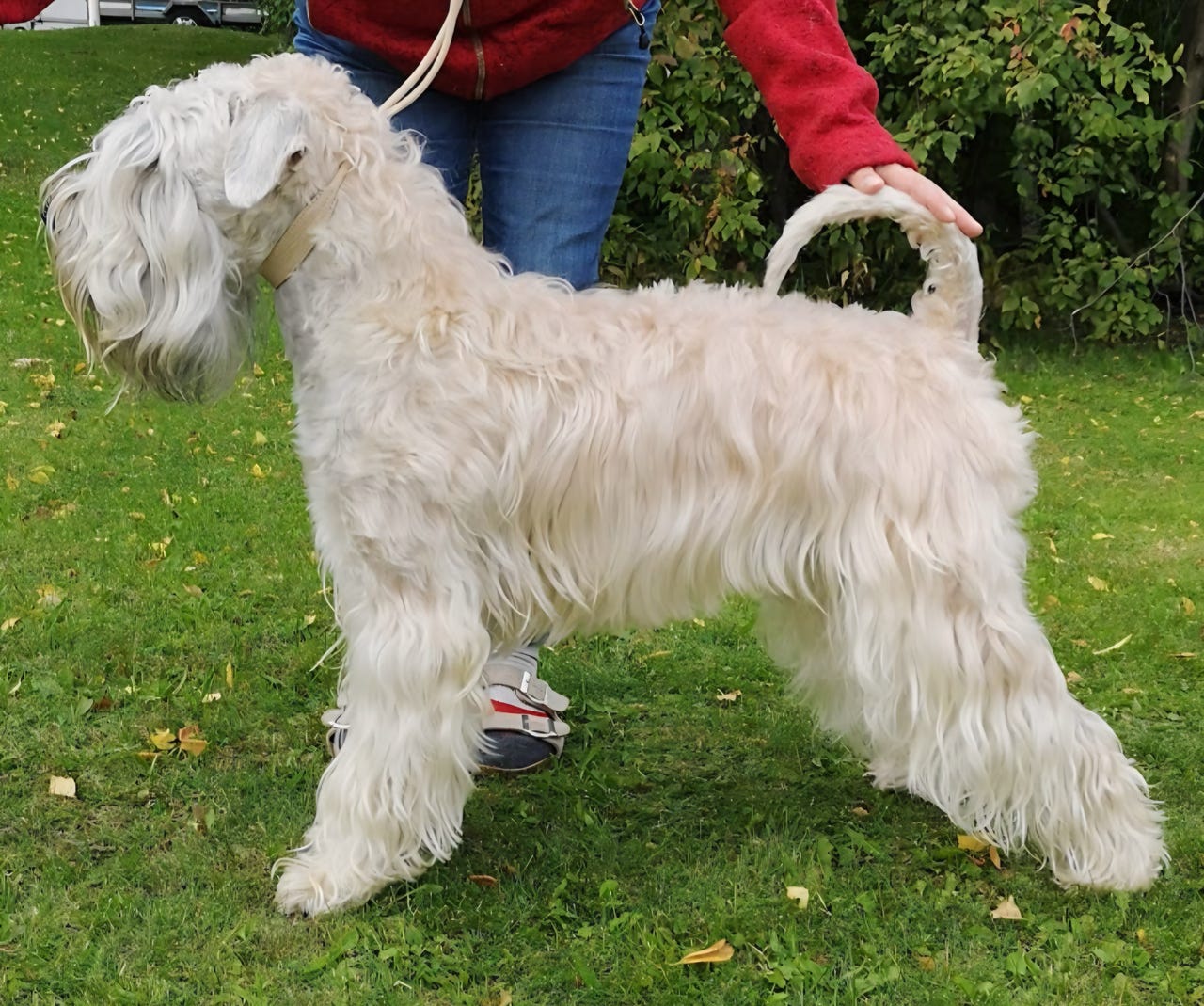Irish softcoated wheaten terrier