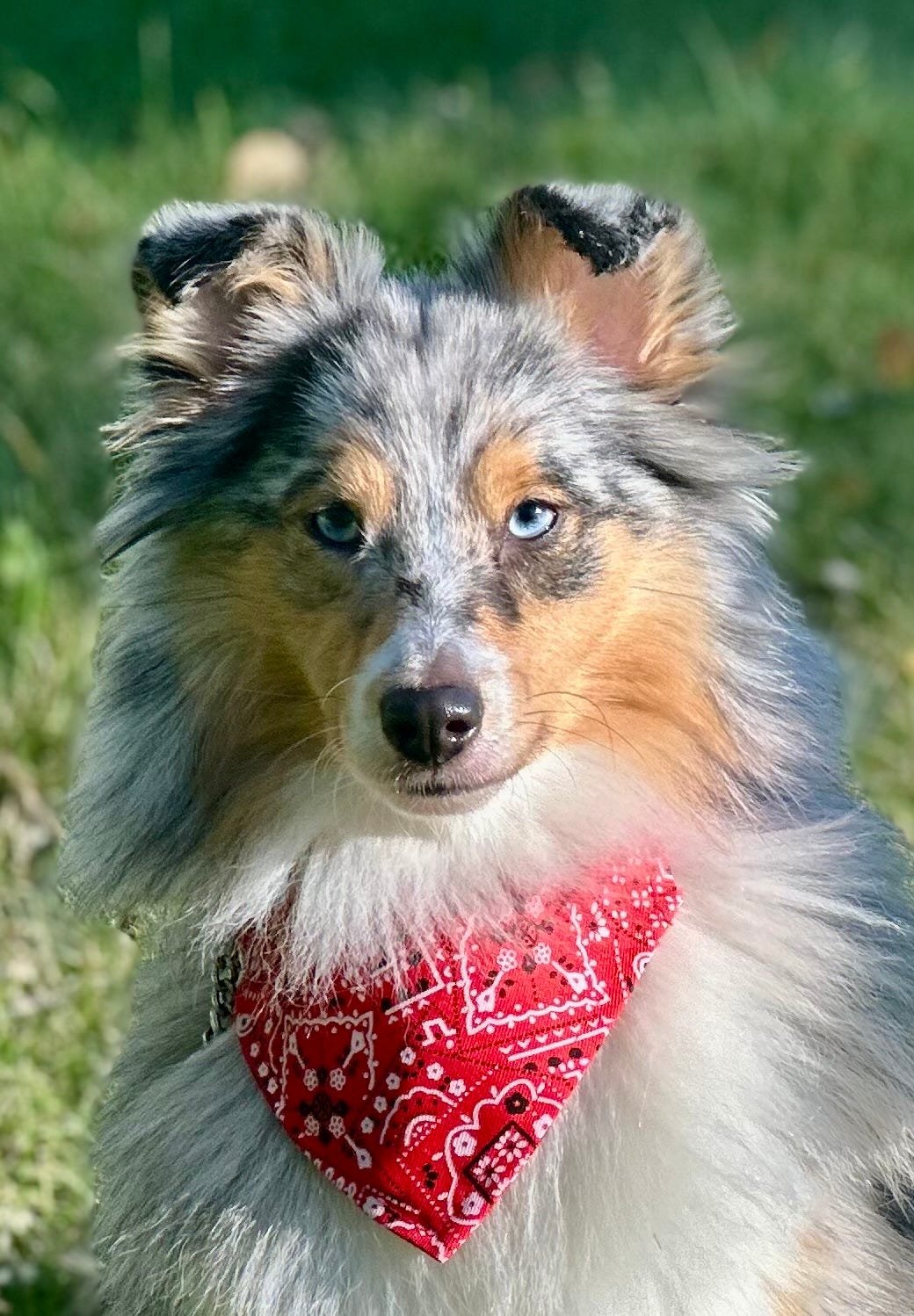 Shetland sheepdog
