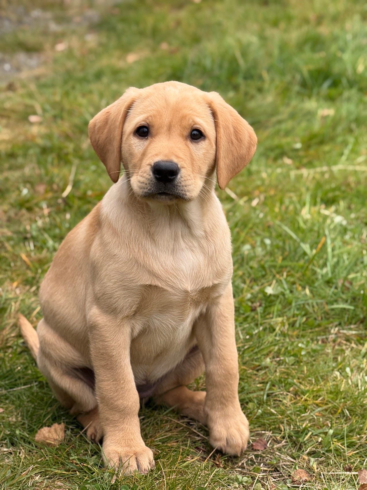 Labrador retriever