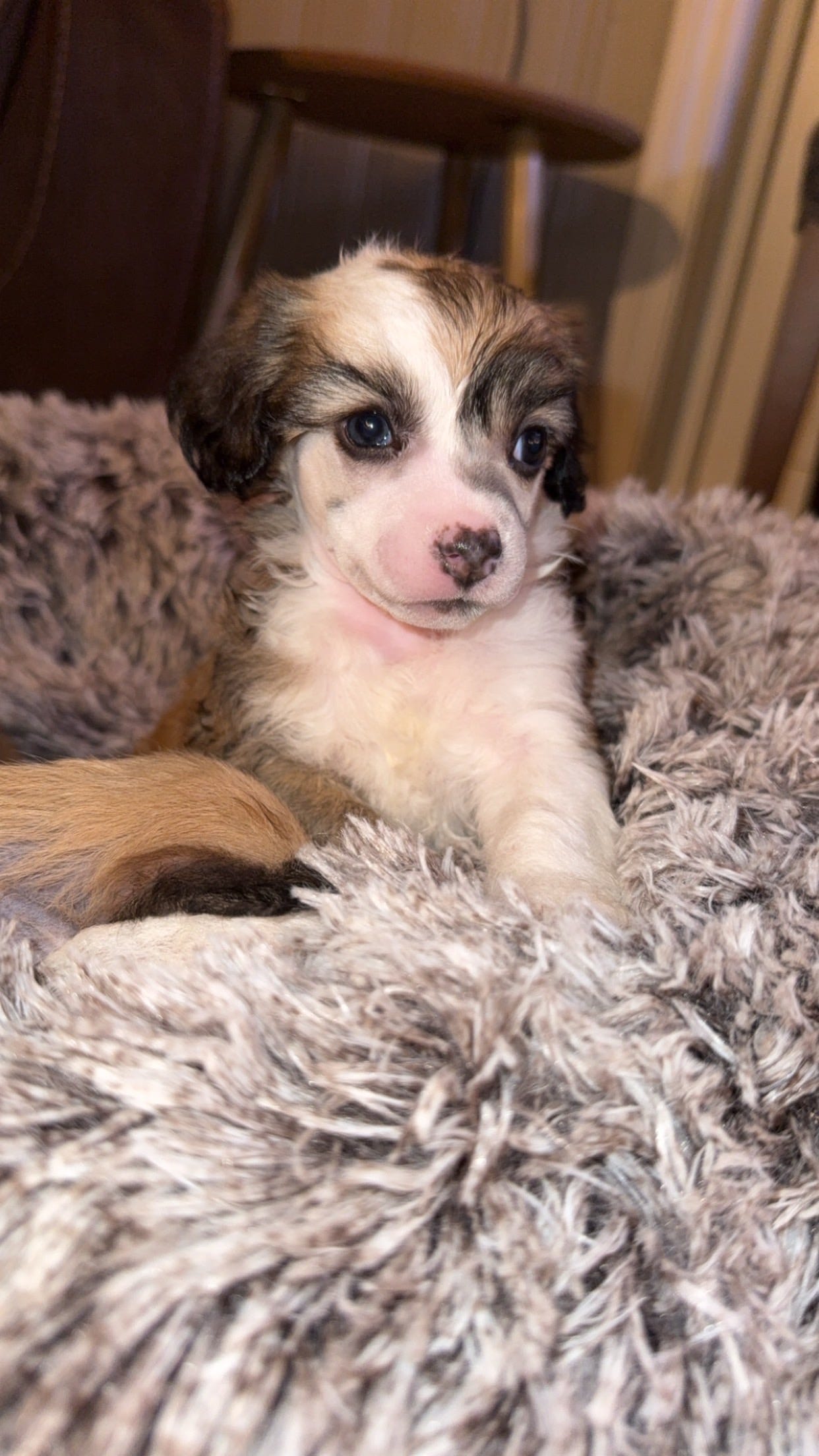 Chinese crested powderpuff