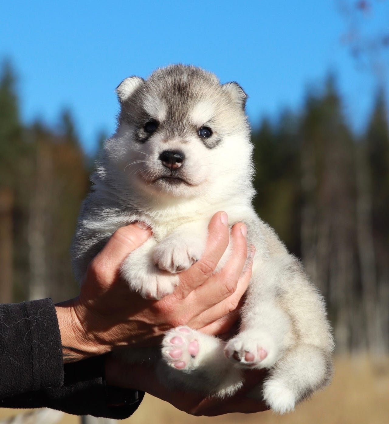 Siberian husky