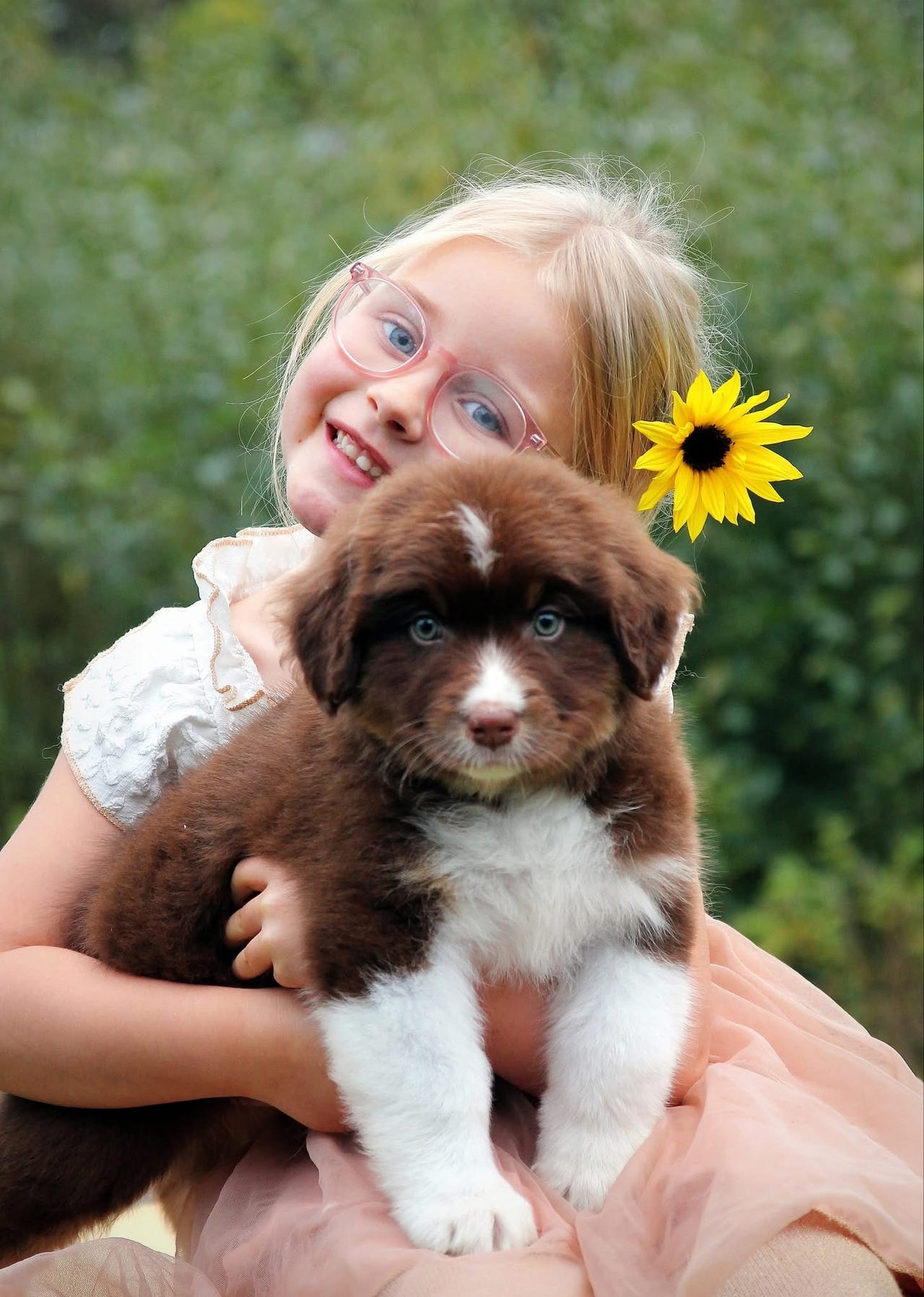 Australian shepherd