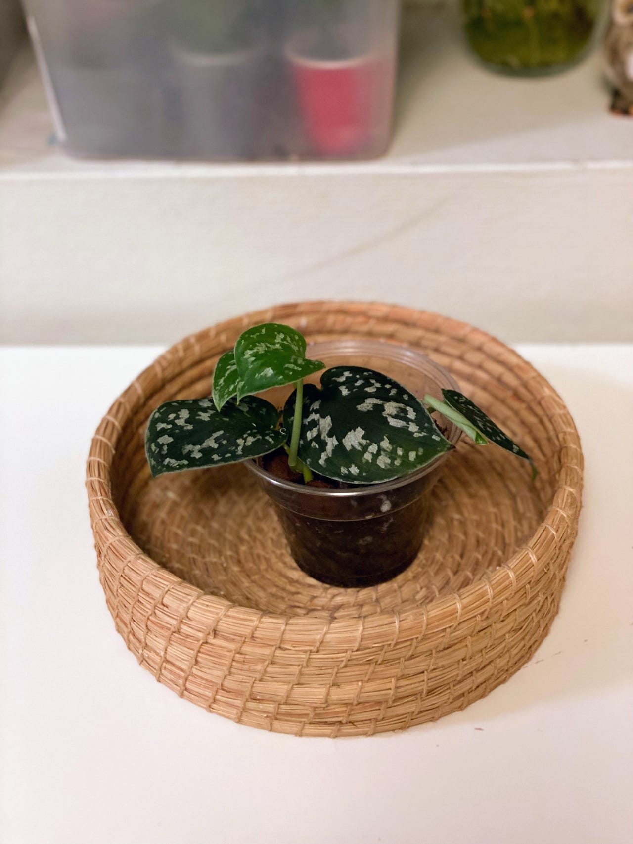 Yetuk slut onlayn ogziga becerdin oladi