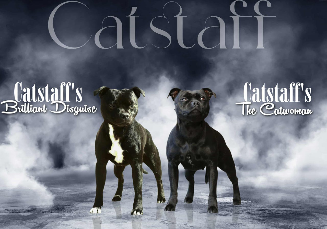 Staffordshire bull terrier