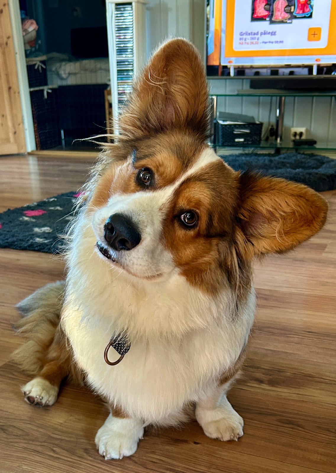 Welsh corgi cardigan
