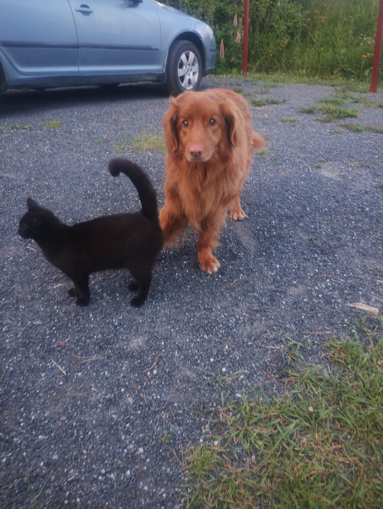 Nova scotia duck tolling retriever