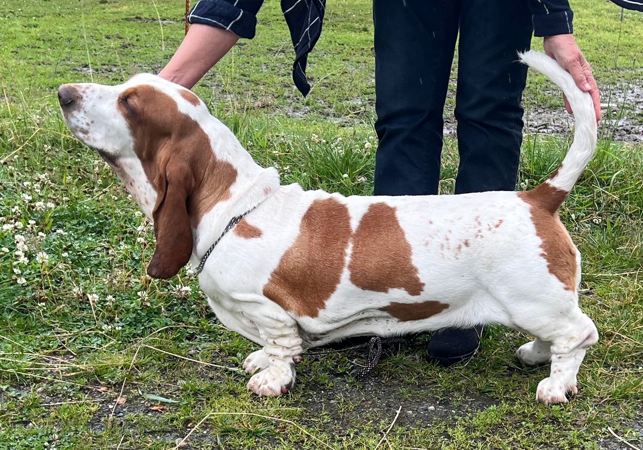 Basset hound