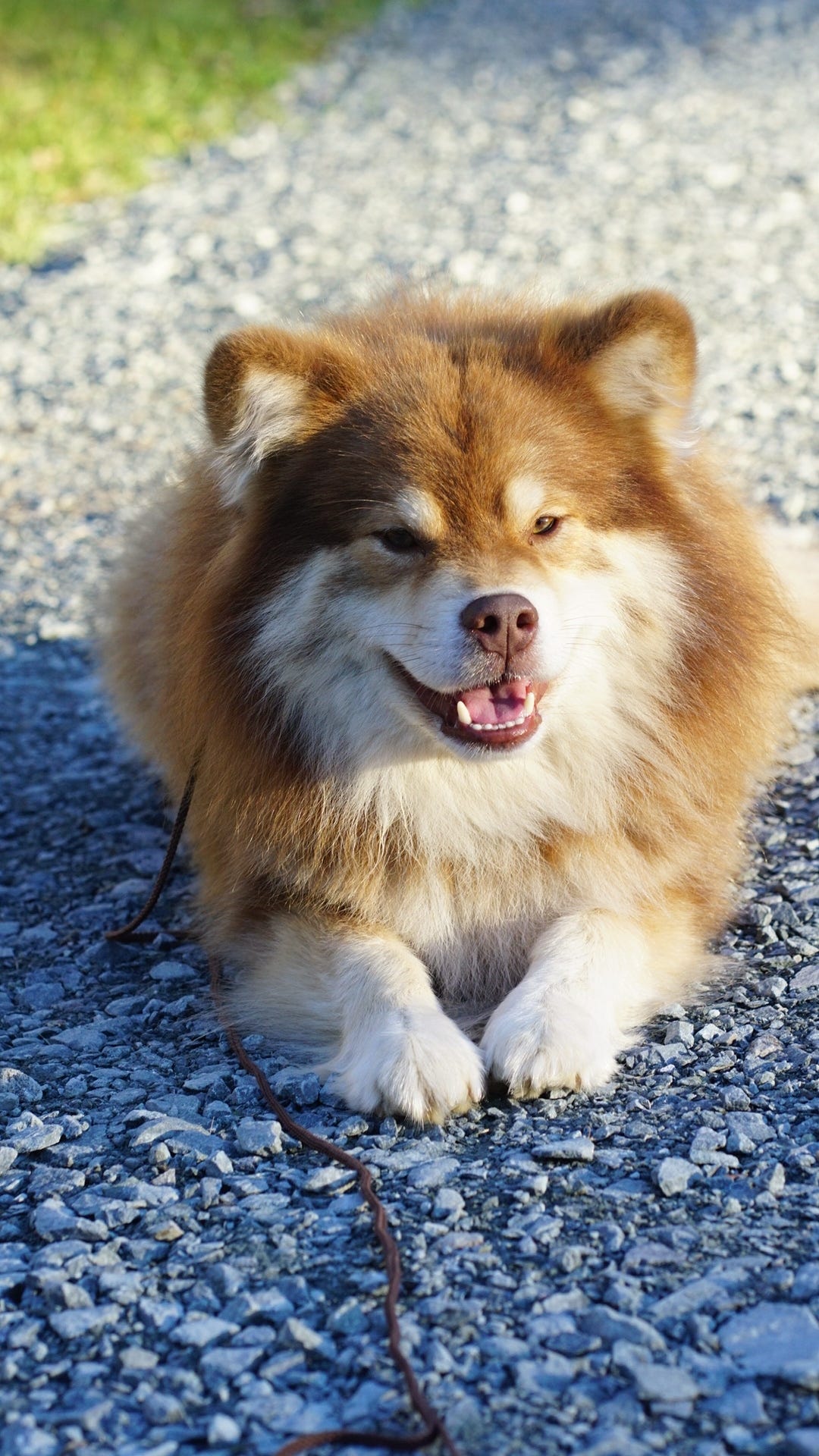 Finsk lapphund
