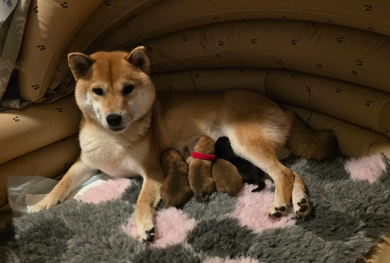 Shiba