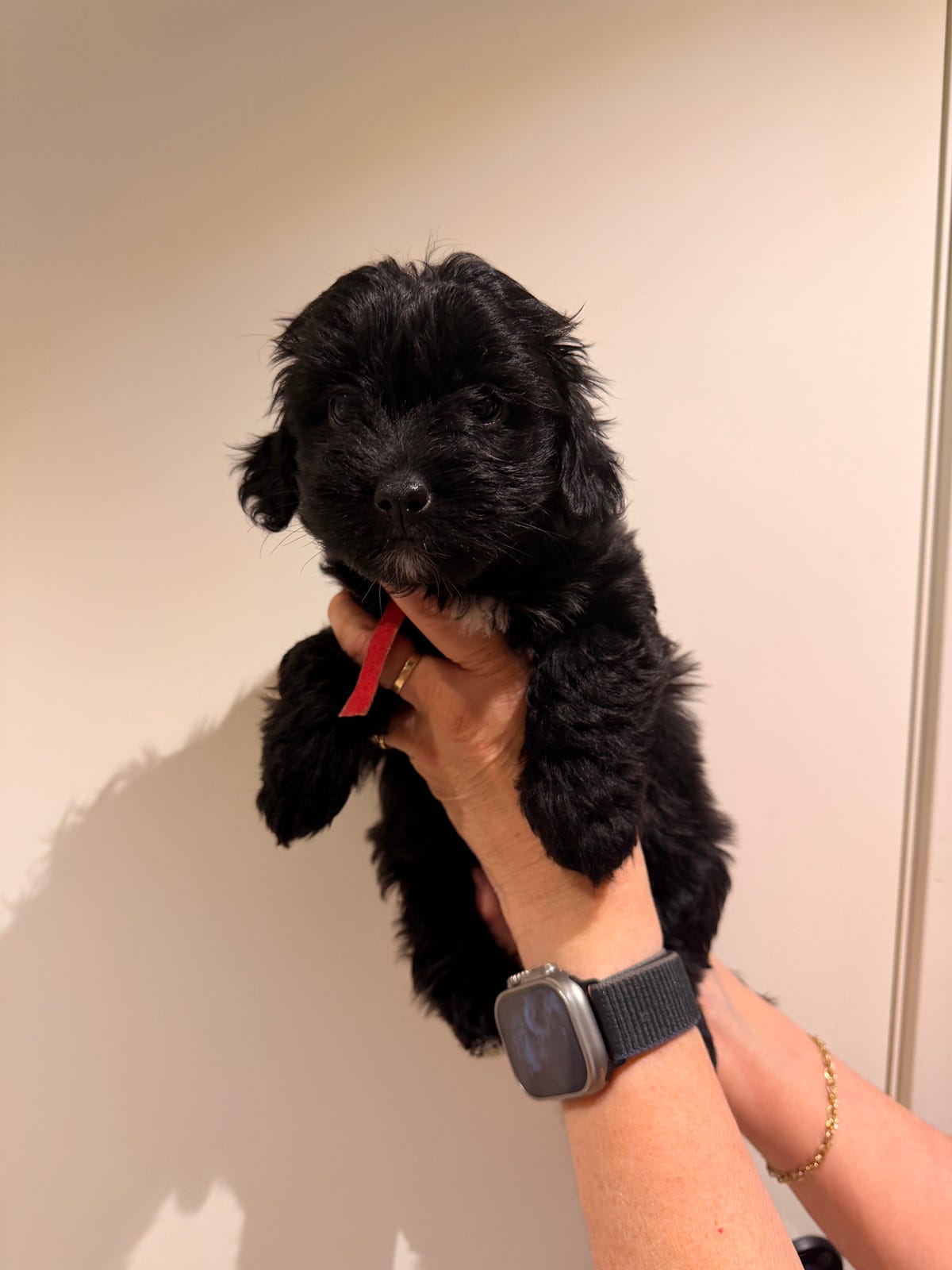 Bichon havanais