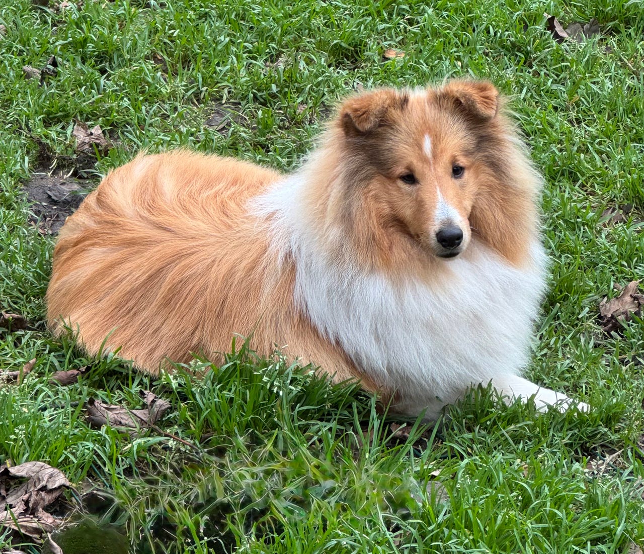 Shetland sheepdog