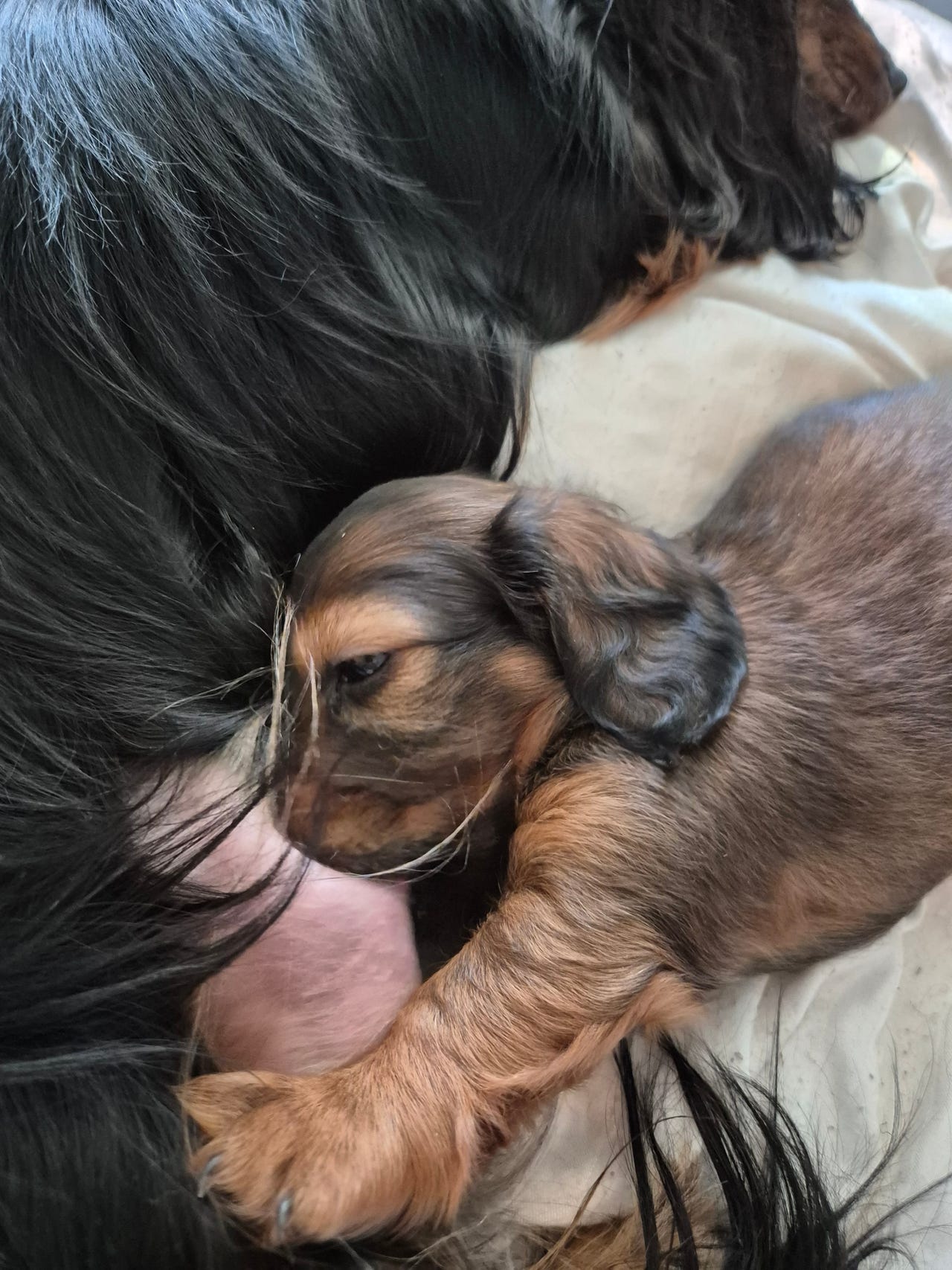 Dachshund langhåret