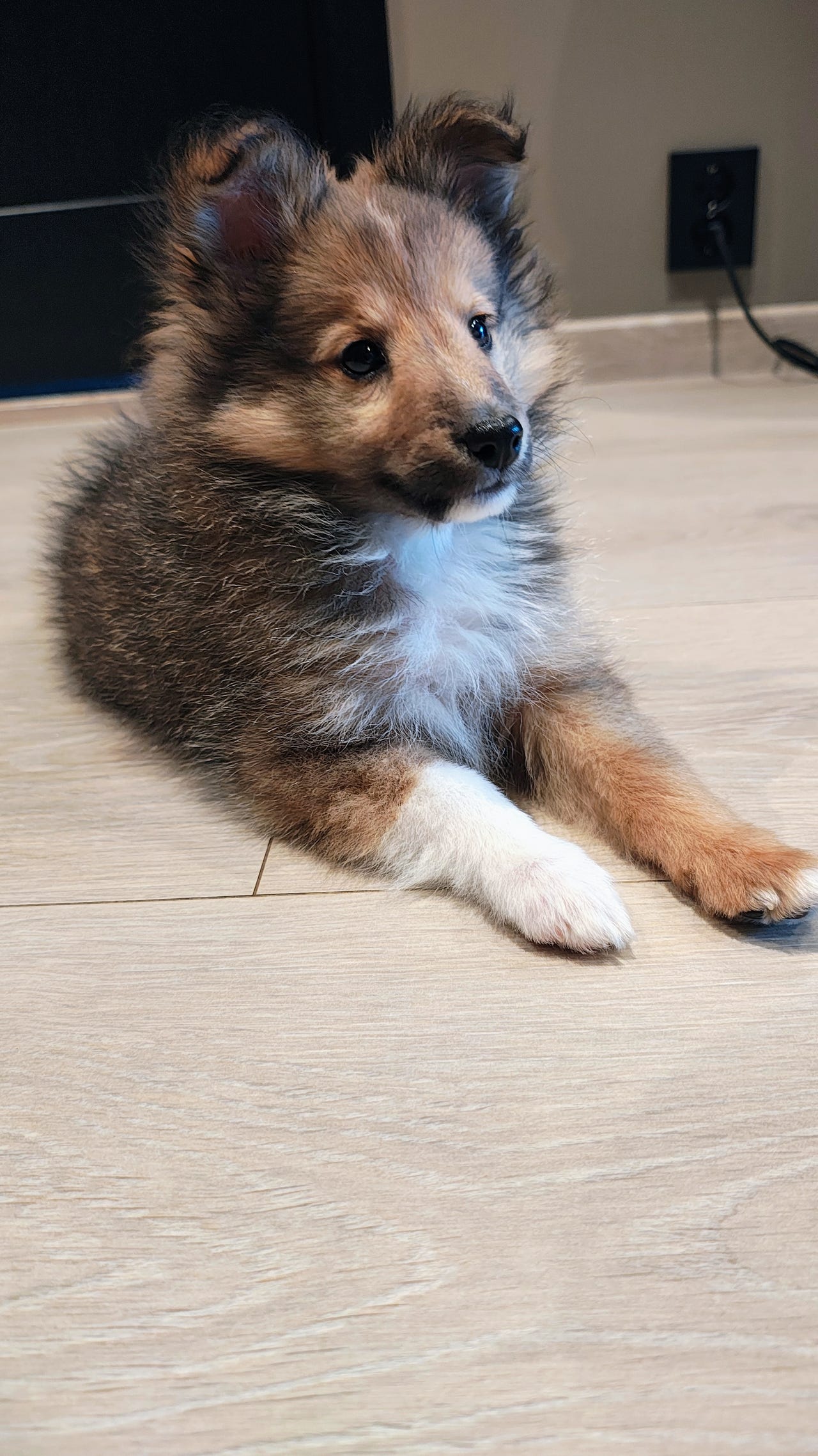 Shetland sheepdog