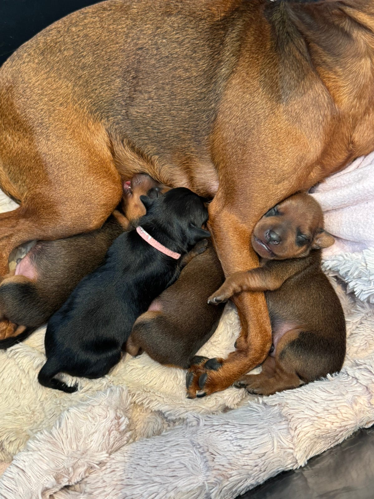 Dvergpinscher