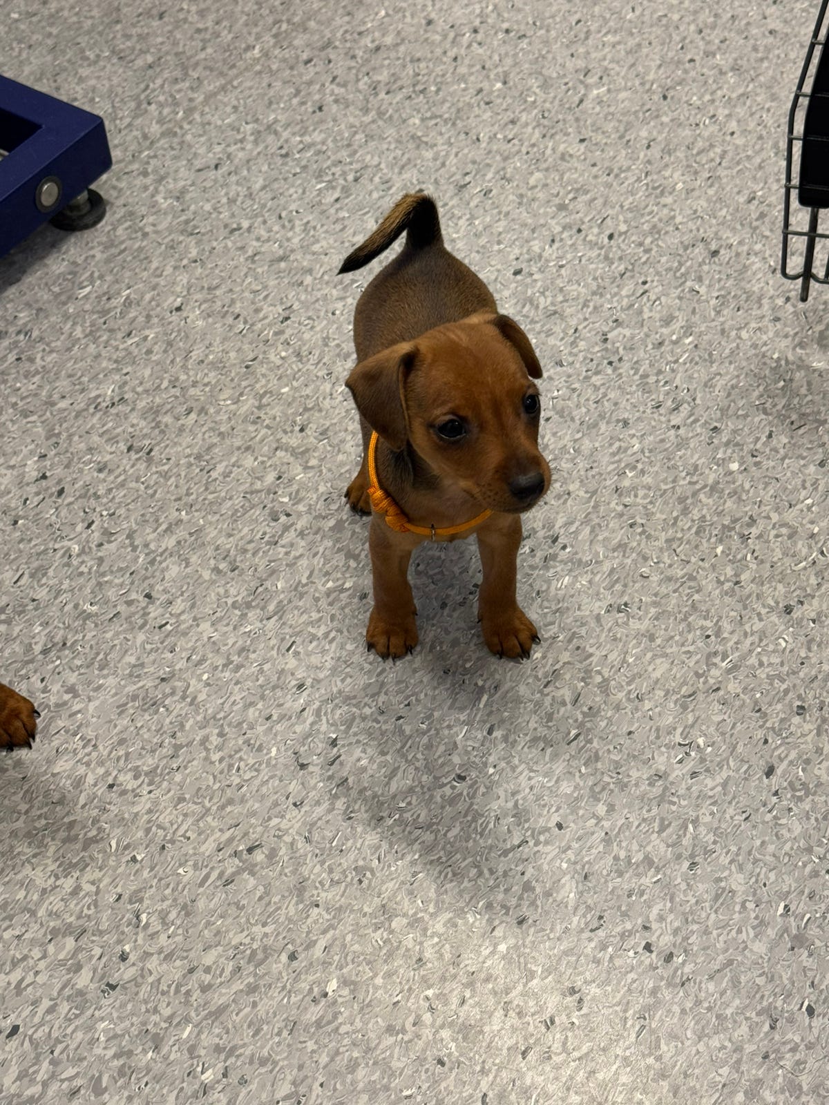 Dvergpinscher