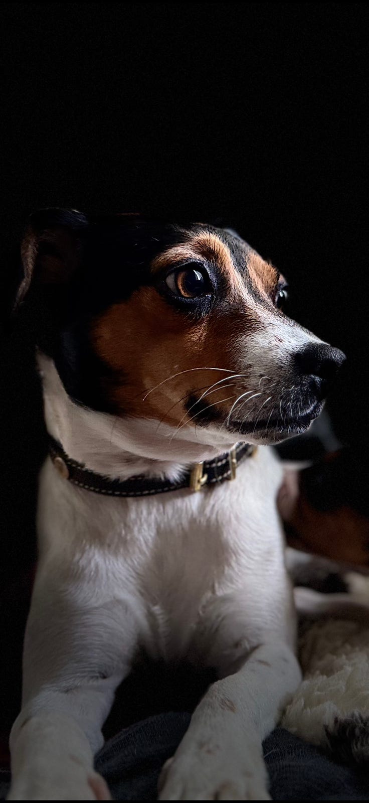 Dansk-svensk gårdshund