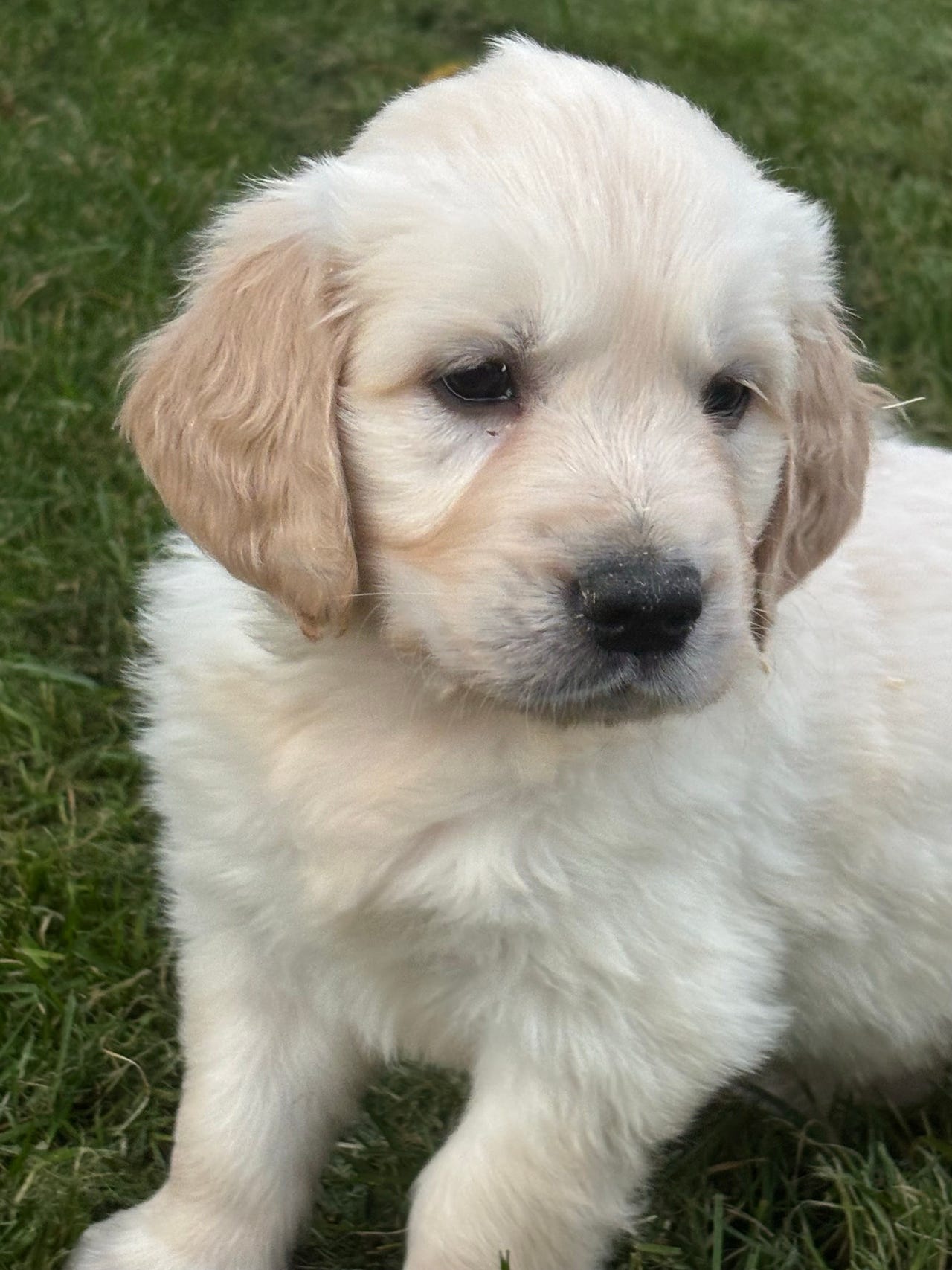 Golden retriever