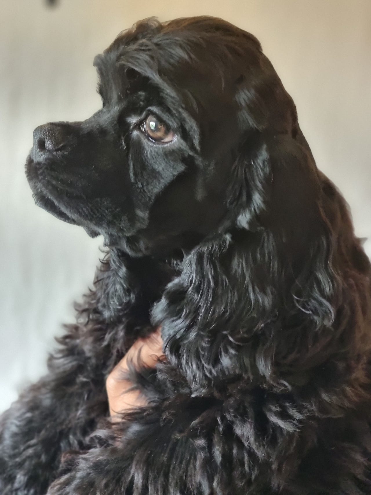 Amerikansk cocker spaniel