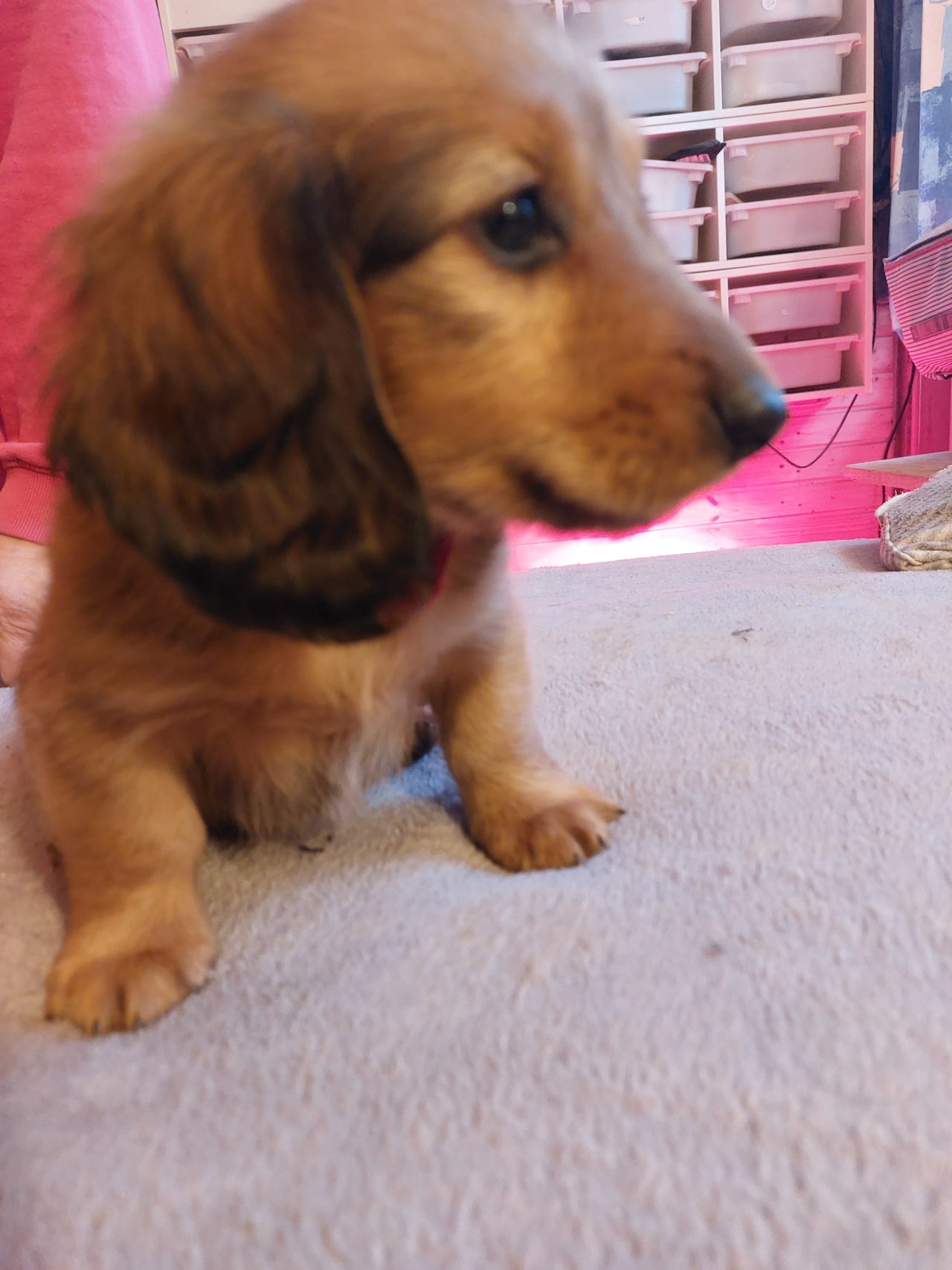 Dachshund langhåret