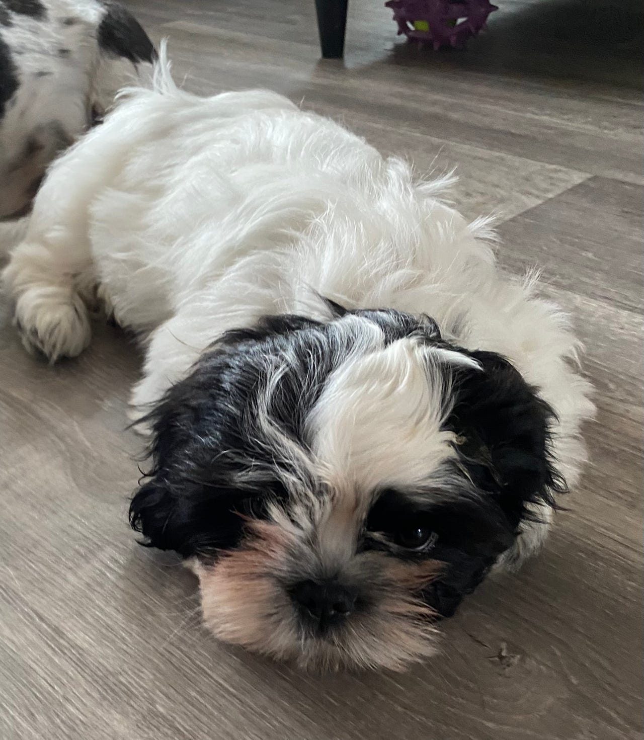 Shih tzu