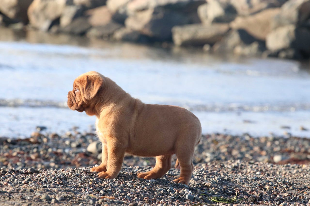 Bordeaux dogge